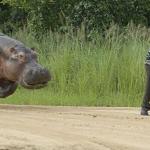 Hippo chasing man
