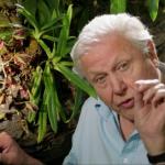 David Attenborough