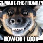 Happy dog | JUST MADE THE FRONT PAGE; HOW DO I LOOK | image tagged in happy,dog,meme | made w/ Imgflip meme maker