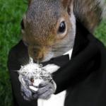 Diamonds are a squirrel's best friend. 