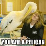 pelican stare | YOU ARE A PELICAN | image tagged in pelican stare | made w/ Imgflip meme maker