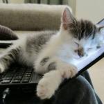 cat sleep computer meme