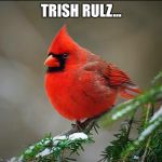 Gaycardinal | TRISH RULZ... | image tagged in gaycardinal | made w/ Imgflip meme maker