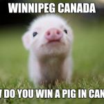 Win a pig | WINNIPEG CANADA; HOW DO YOU WIN A PIG IN CANADA | image tagged in piglet,canada,funny memes | made w/ Imgflip meme maker