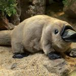 Platypus
