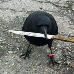 Thug Life Crow meme