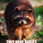 racoon walk | RACCOON LOOK HARMLESS BUT THEY ARE NOT; THEY HAVE RABIES IN NYC DO SOMETHING ABOUT IT PLEASE | image tagged in racoon walk | made w/ Imgflip meme maker