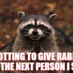 raccon | PLOTTING TO GIVE RABIES TO THE NEXT PERSON I SEE | image tagged in raccon | made w/ Imgflip meme maker