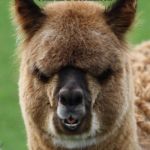 Alpaca Staredown | WANNA GO ON A PICNIC? ALPACA LUNCH. | image tagged in alpaca staredown | made w/ Imgflip meme maker