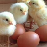 chickens and eggs