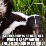 skunk | SKUNK SPRAY IS SO BAD THAT WHEN IT SPRAY YOU THE SMELL IS SO HARD TO GET RID OF | image tagged in skunk | made w/ Imgflip meme maker