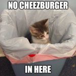 No Cheezburger | NO CHEEZBURGER; IN HERE | image tagged in i can has cheezburger cat | made w/ Imgflip meme maker