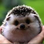 cute hedgehog