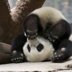 Upside down panda