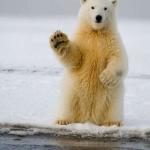 Polar Bear Day 