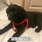 are you kidding me dog | SERIOUSLY? | image tagged in are you kidding me dog | made w/ Imgflip meme maker