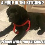 are you kidding me dog | A POOP IN THE KITCHEN? DON'T KNOW WHAT YOU TALKING ABOUT | image tagged in are you kidding me dog | made w/ Imgflip meme maker