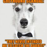 GREYHOUND | GREYHOUND SCANDAL:; "THEY NEVER INTENDED ME TO CATCH THE RABBIT!" | image tagged in greyhound | made w/ Imgflip meme maker