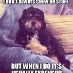 The Most Cuddly Dog In The World | I DON'T ALWAYS CHEW ON STUFF; BUT WHEN I DO IT'S USUALLY EXPENSIVE | image tagged in the most interesting dog in the world | made w/ Imgflip meme maker