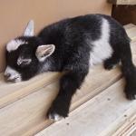 Sleepy Baby Goat
