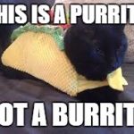 Taco Cat | THIS IS A PURRITO; NOT A BURRITO | image tagged in taco cat | made w/ Imgflip meme maker