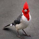 Redhead Bird