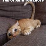 crazy cat | HEY, REMEMBER THAT TAB OF ACID YOU LOST? I FOUND IT. | image tagged in crazy cat | made w/ Imgflip meme maker