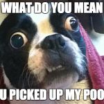Confused Dog | WHAT DO YOU MEAN; YOU PICKED UP MY POOP? | image tagged in confused dog | made w/ Imgflip meme maker
