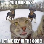 Concentration Cat | YOU MORONS! LET ME KEY IN THE CODE! | image tagged in concentration cat,cat,cats | made w/ Imgflip meme maker