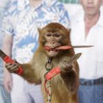 Monkey with Knives
