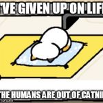 How will this poor kitty get high now? | I'VE GIVEN UP ON LIFE; THE HUMANS ARE OUT OF CATNIP | image tagged in random | made w/ Imgflip meme maker