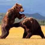 Punching Bear