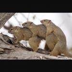 Squirrels having threesomes