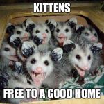 It may be time for some new glasses... | KITTENS; FREE TO A GOOD HOME | image tagged in possum baby,free,meme,possum | made w/ Imgflip meme maker