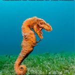 Last Seahorse Standing | SEAHORSE TRIED TO BE A STAND-UP COMEDIAN BUT COULDN'T SEE THE LIGHT AT THE END OF THE TUNNEL; LACK OF AQUEOUS HUMOUR | image tagged in dino seahorse,seahorse,memes,stand up,aqueous humour | made w/ Imgflip meme maker