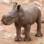 Rhino Tongue Nose