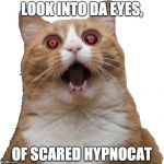 Me derping around like a newb on preview photo program | LOOK INTO DA EYES, OF SCARED HYPNOCAT | image tagged in hypnotic scared cat | made w/ Imgflip meme maker