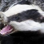 badger