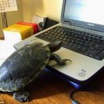 tortoise on laptop