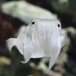 Friendly Cuttlefish meme
