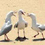 laughing seagulls