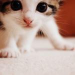 cute kitten thank you 