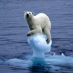 Global Warming Polar Bear meme