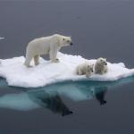 Global Warming Bear Family