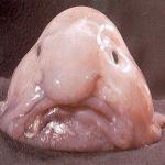 THE BLOB FISH