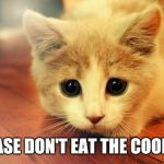 Cute cat | PLEASE DON'T EAT THE COOKIE... | image tagged in cute cat | made w/ Imgflip meme maker