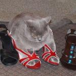 Cat in shoes