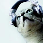 Cat headphones  meme