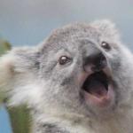 Oh my god koala