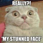 Stunned Cat | REALLY?! 'MY STUNNED FACE' | image tagged in stunned cat | made w/ Imgflip meme maker